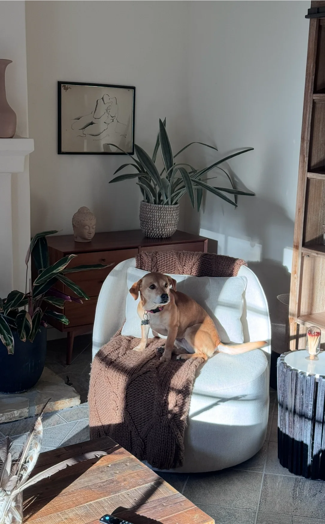 Original photo of Luna sitting on a chair in a sunlit room